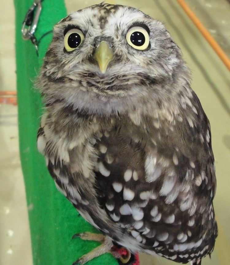 Scops owl Sunda scops owl Wikipedia