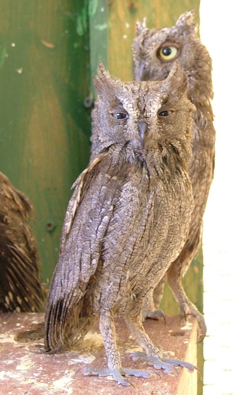 Scops owl Scops owl Wikipedia