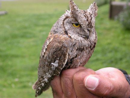 Scops owl Assiolo Scops owl Otus Scops the smallest european owl also