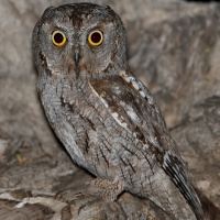 Scops owl wwwowlpagescomowlsspeciesimagescommonscops