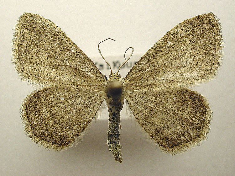 Scopula frigidaria