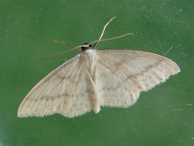 Scopula immutata Lesser Cream Wave Scopula immutata Norfolk Moths The macro and