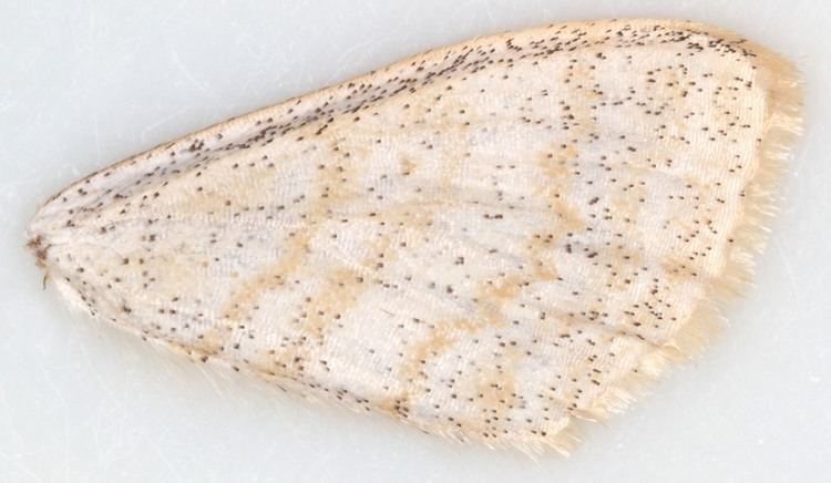 Scopula immutata 025 Scopula immutata Lesser Cream Wave British Lepidoptera