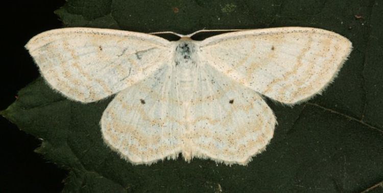 Scopula immutata Hants Moths 70025 Lesser Cream Wave Scopula immutata