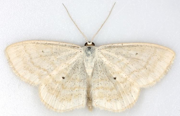 Scopula immutata 025 Scopula immutata Lesser Cream Wave British Lepidoptera