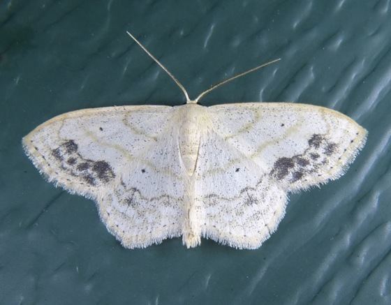 Scopula limboundata Scopula limboundata Large Laceborder Moth Prairie Haven