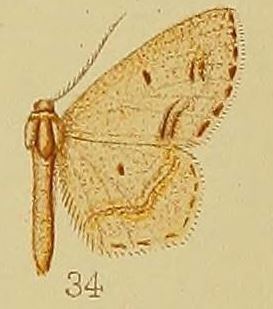 Scopula natalica