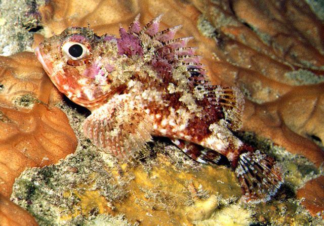 Scorpaena Fish Identification