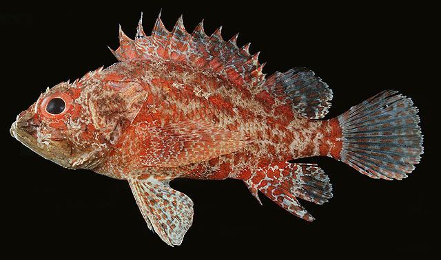 Scorpaeniformes Fish list in New Zealand