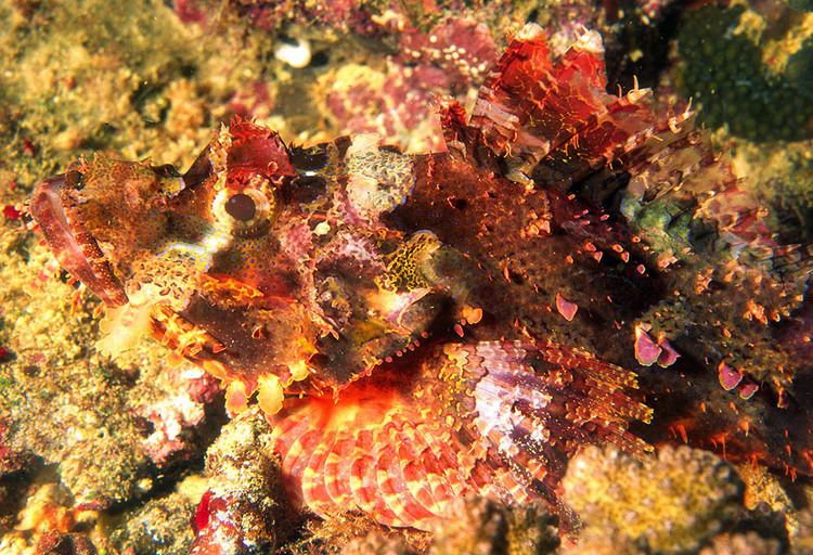 Scorpaenopsis Photos of scorpionfishes and lionfishes Scorpaenidae