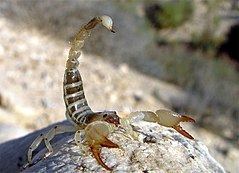 Scorpio maurus httpsuploadwikimediaorgwikipediacommonsthu