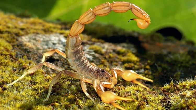 Scorpion scorpiontailupjpgadapt9451jpg