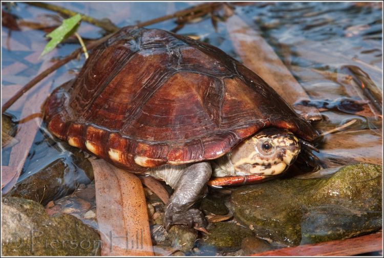 Scorpion mud turtle - Alchetron, The Free Social Encyclopedia