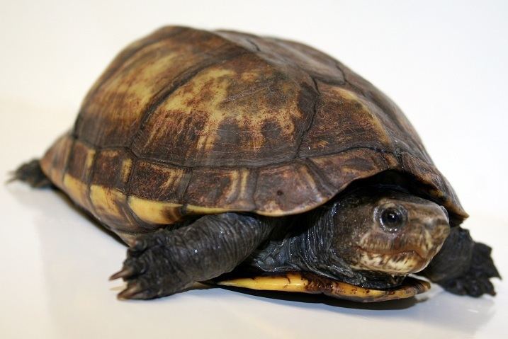 Scorpion mud turtle - Alchetron, The Free Social Encyclopedia