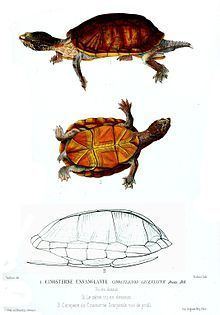 Scorpion mud turtle - Alchetron, The Free Social Encyclopedia