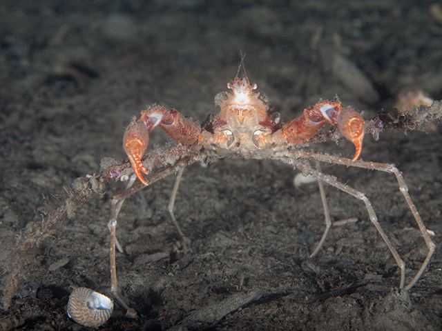 Scorpion spider crab wwwseawaternofaunaarthropodaimagesIMG200976