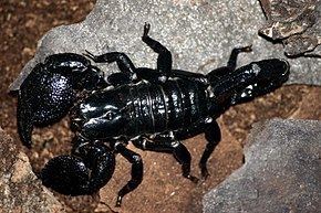 Scorpionidae Scorpionidae Wikipdia