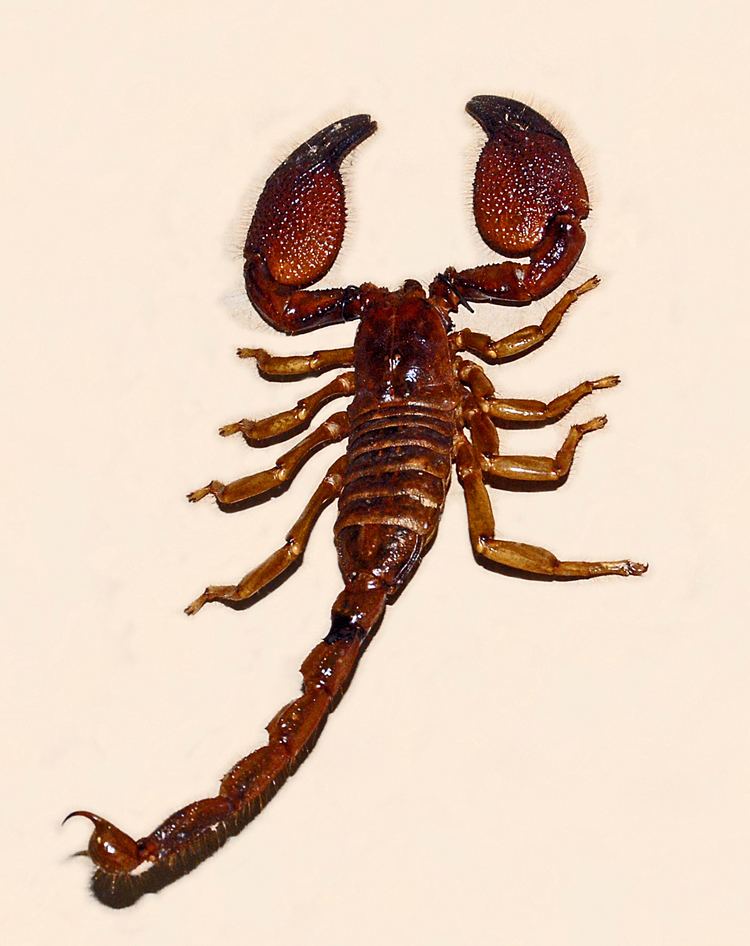 Scorpionidae FileScorpionidae Pandinus pallidusJPG Wikimedia Commons
