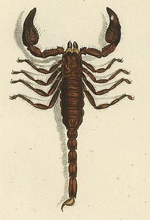 Scorpionidae httpsuploadwikimediaorgwikipediacommonsthu
