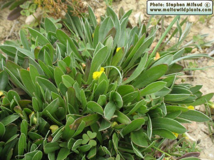 Scorpiurus muricatus Wild Plants of Malta amp Gozo Plant Scorpiurus muricatus Many