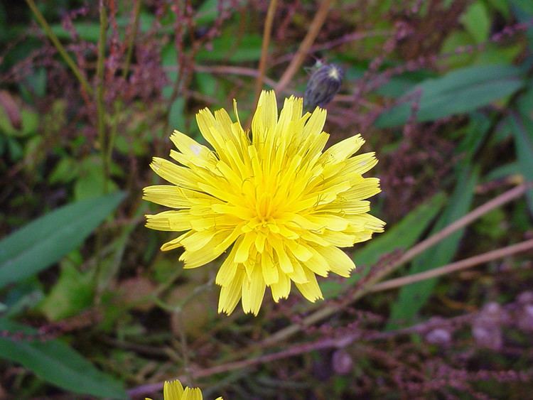 Scorzoneroides Scorzoneroides autumnalis falldandelion Go Botany