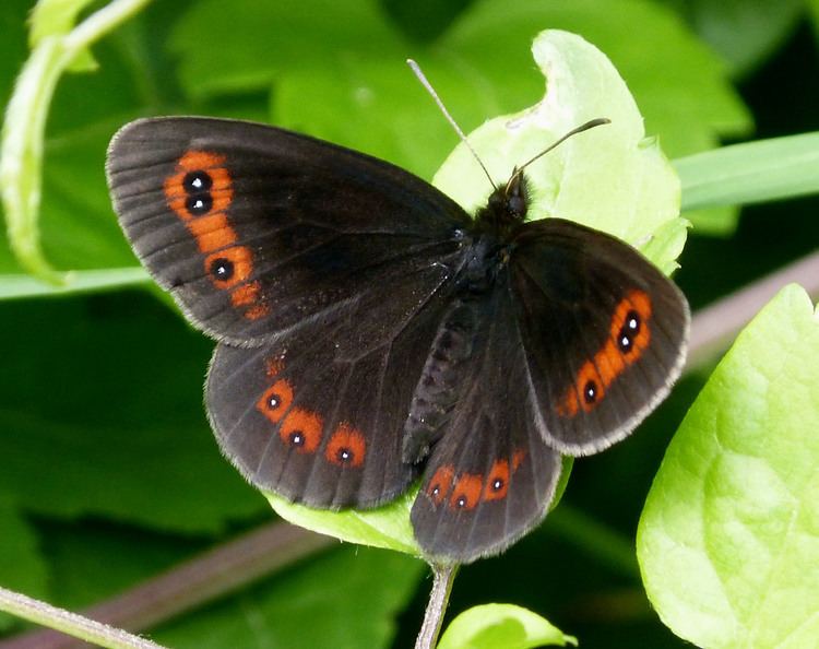 Scotch argus FileScotch Argus Erebia aethiops 15586233223jpg Wikimedia