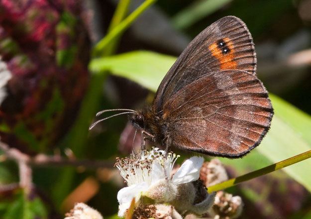 Scotch argus Butterfly Conservation Scotch Argus