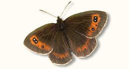 Scotch argus British Butterflies A Photographic Guide by Steven Cheshire