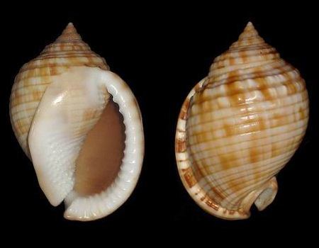 Scotch bonnet (sea snail) wwwxenophoraorgIconographieCassidaeSemicassis