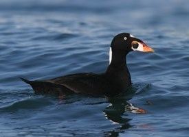 Scoter Surf Scoter Identification All About Birds Cornell Lab of