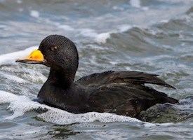 Scoter Black Scoter Identification All About Birds Cornell Lab of