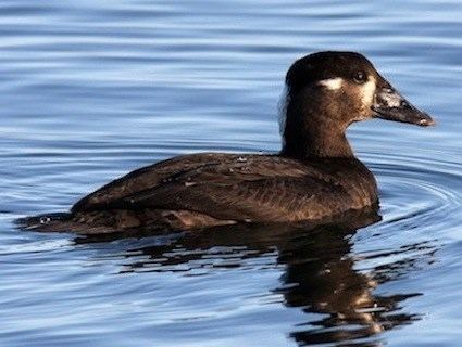 Scoter Surf Scoter Identification All About Birds Cornell Lab of