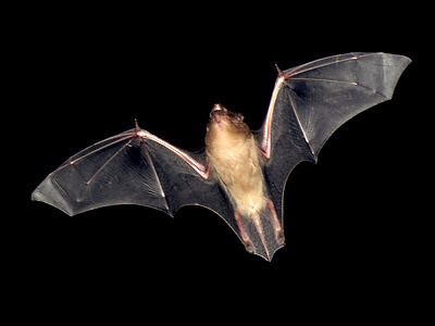Scotophilus Asiatic Lesser Yellow House Bat Scotophilus kuhlii