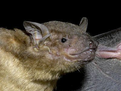 Scotophilus Asiatic Lesser Yellow House Bat Scotophilus kuhlii