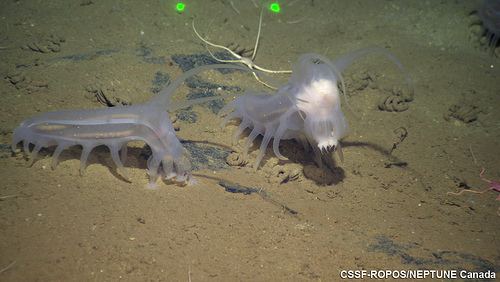 Scotoplanes The Echinoblog Why Sea Pigs Scotoplanes and other deepsea