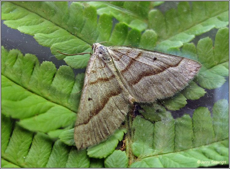 Scotopteryx Irish moths Lead Belle Scotopteryx mucronata