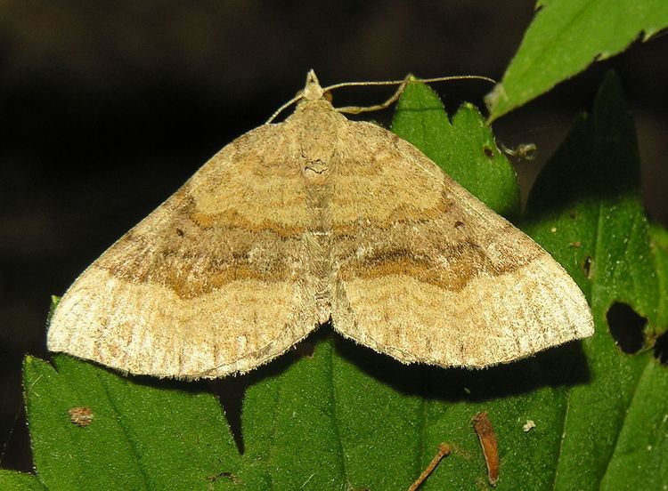 Scotopteryx chenopodiata Scotopteryx chenopodiata Wikipdia