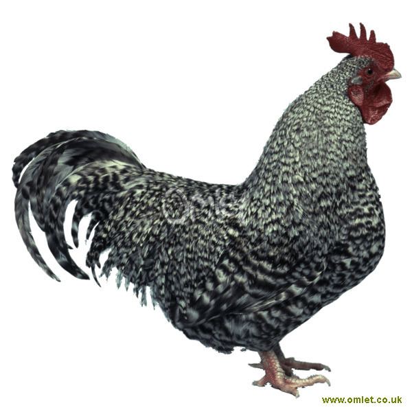 Scots Dumpy Scots Dumpy For Sale Chickens Breed Information Omlet