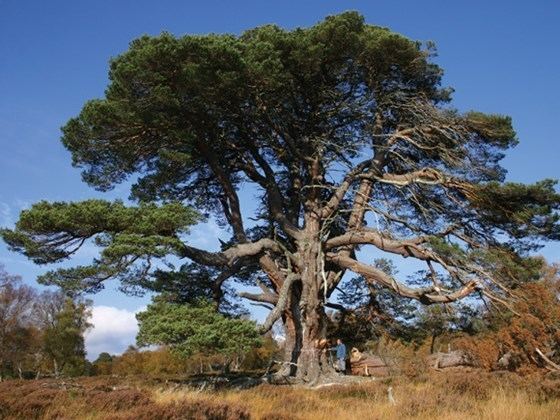 Scots pine Scots pine Pinus sylvestris Woodland Trust