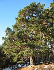 Scots pine httpsuploadwikimediaorgwikipediacommonsthu