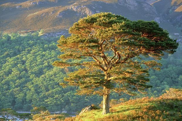 Scots pine Scots Pine Scotch Pine Tree Properties and Facts Coniferous Forest