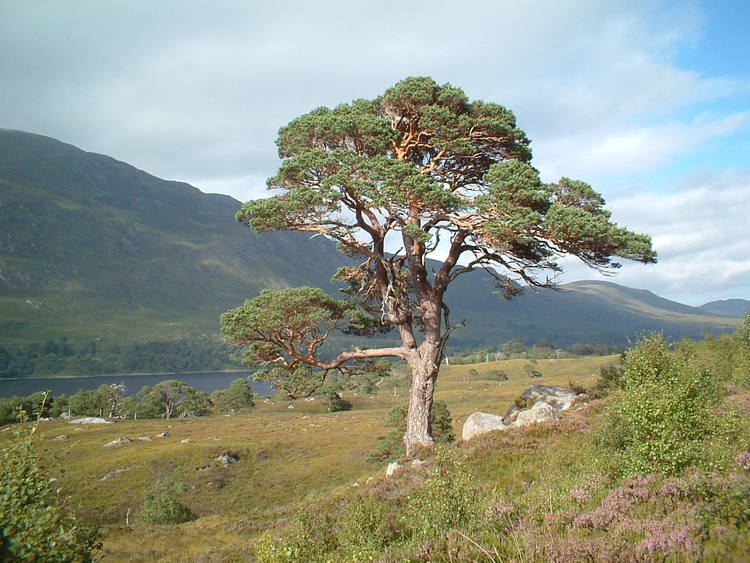 Scots pine Wild Scotland wildlife and adventure tourism Plants and Habitats