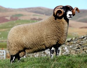 Scottish Blackface The Blackface Sheep Breeders39 Association