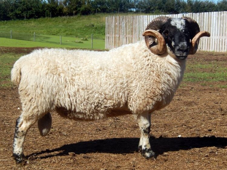 Scottish Blackface New Scottish Blackface Sheep McDermit Ranch