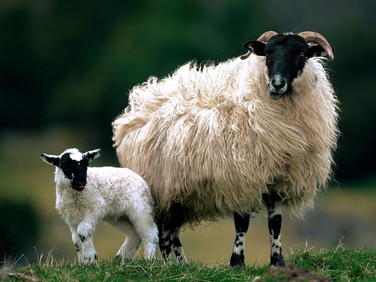 Scottish Blackface Scottish Blackface Sheep Sheep Breeds Raising Sheep