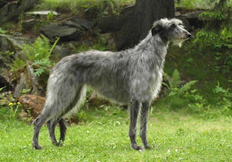 Scottish Deerhound Scottish Deerhound Dog Breed Information American Kennel Club