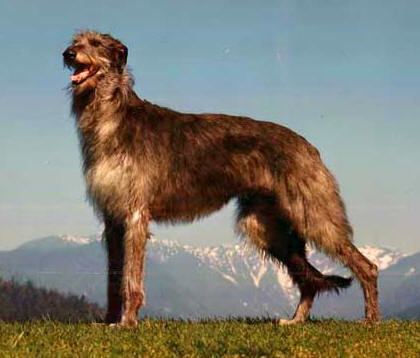 Scottish Deerhound httpsuploadwikimediaorgwikipediaen55bDee