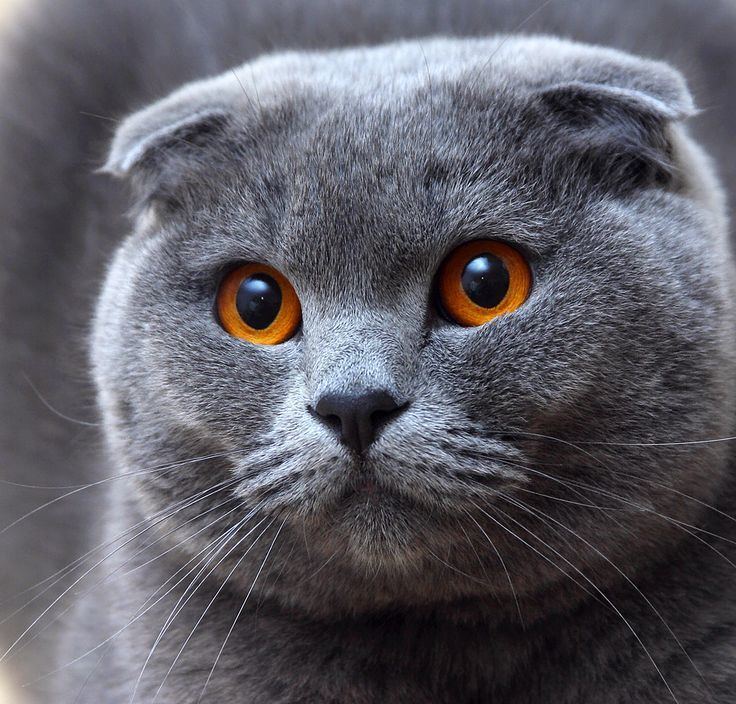 Scottish Fold 1000 images about Scottish Fold kitties adorable on Pinterest