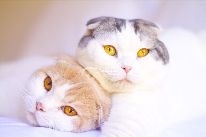 Scottish Fold Scottish Fold Cat Breed Information Pictures Characteristics amp Facts