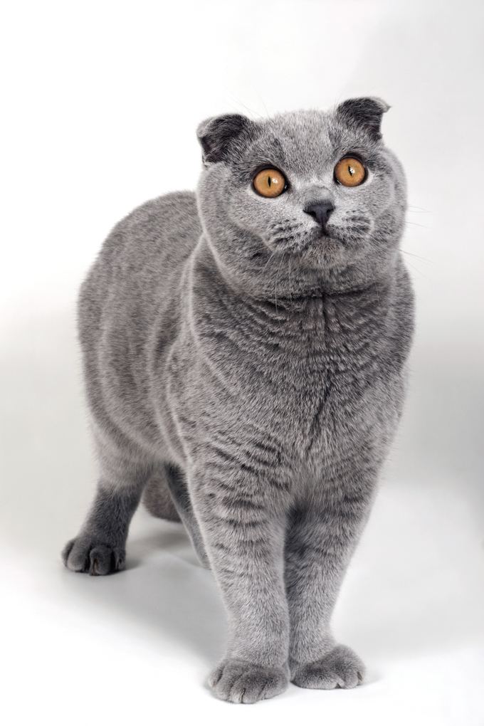 Scottish Fold Scottish Fold Cat Breed Information Pictures Characteristics amp Facts